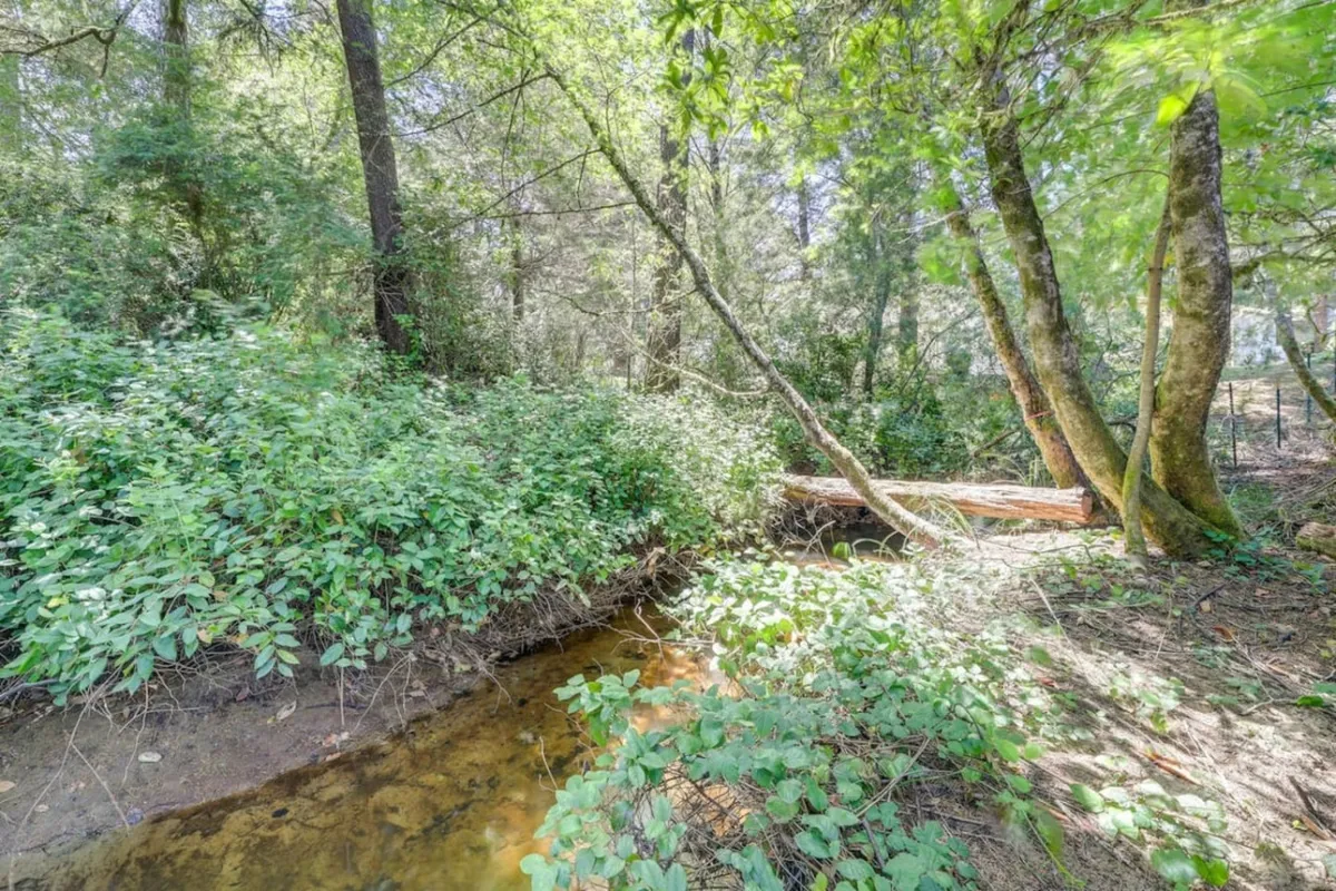 A serene stream bordered by lush greenery and tall trees, evoking the natural beauty and peaceful river access described in the section—ideal for kayaking, fishing, or quiet nature experiences.
